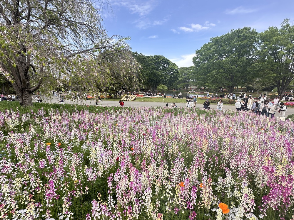 Sắc hoa rực rỡ nhuộm thắm mùa xuân tại Công viên Showa Kinen - Ảnh 7.