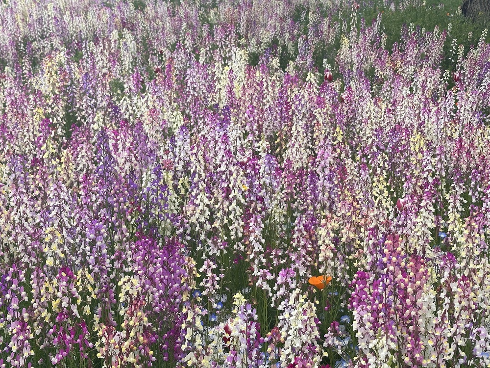 Sắc hoa rực rỡ nhuộm thắm mùa xuân tại Công viên Showa Kinen - Ảnh 8.