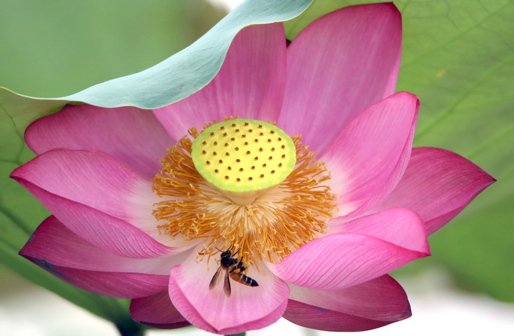 Xuất khẩu văn hóa: Đòn bẩy nâng tầm thương hiệu Việt - Ảnh 1.