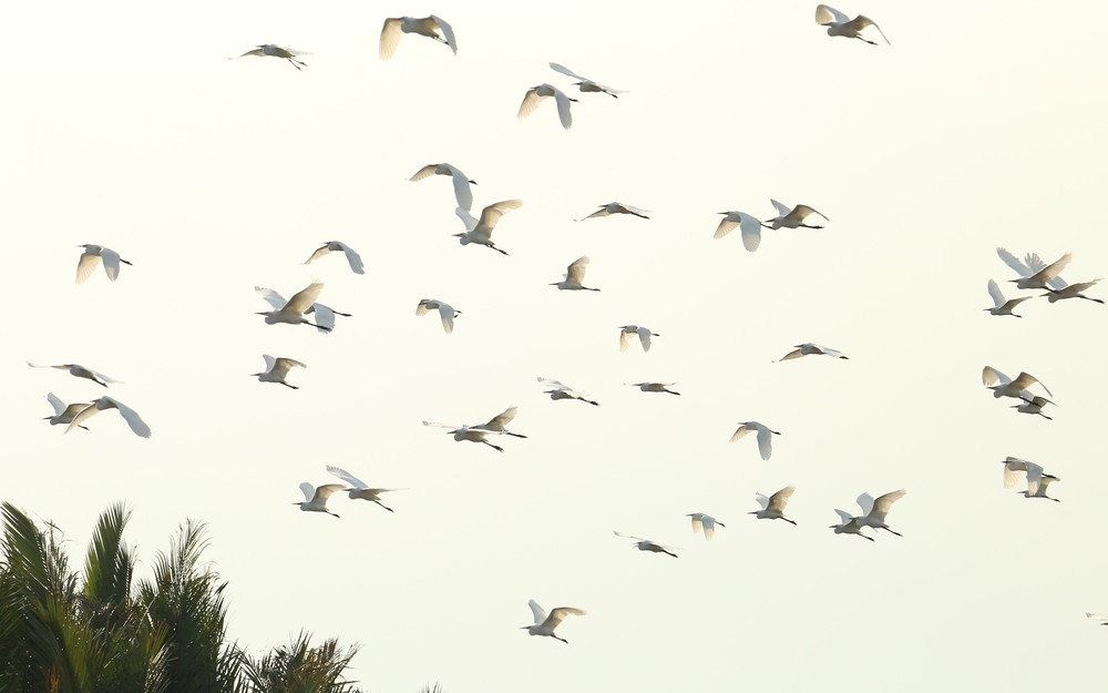 Cánh cò quê hương Cần Thơ - Ảnh 6.