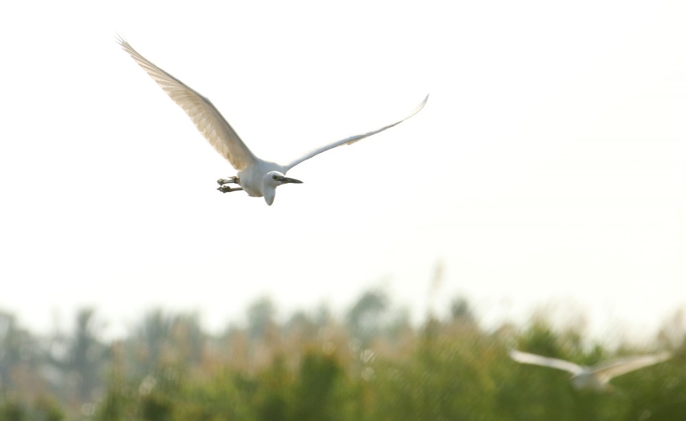 Cánh cò quê hương Cần Thơ - Ảnh 7.