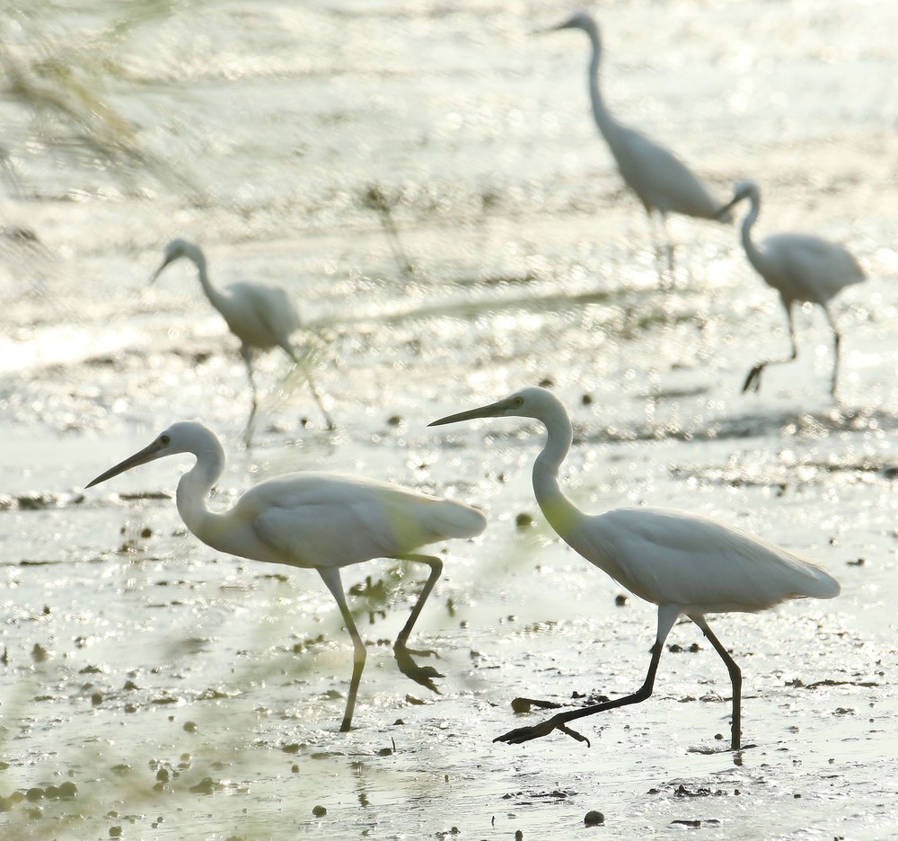 Cánh cò quê hương Cần Thơ - Ảnh 4.