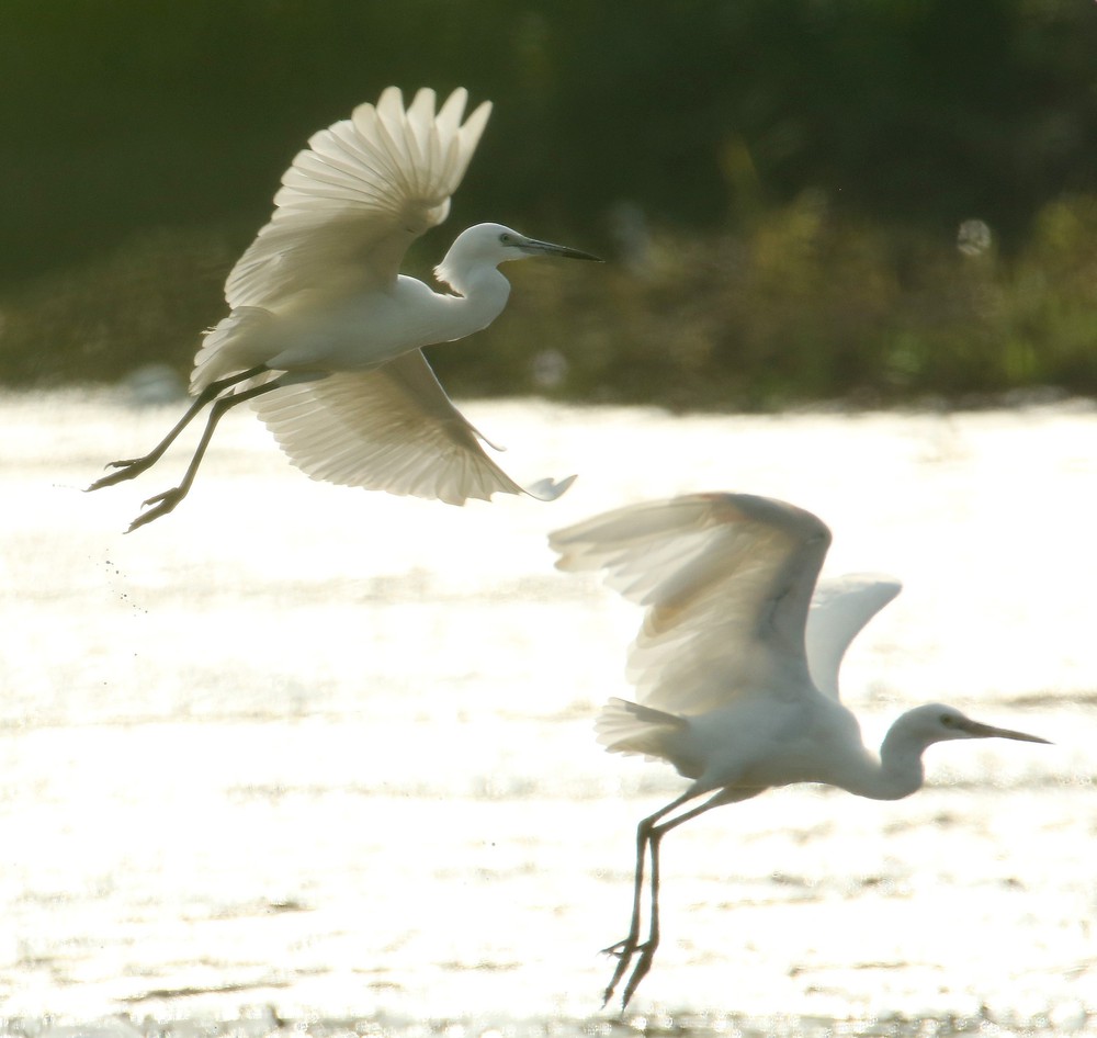 Cánh cò quê hương Cần Thơ - Ảnh 3.