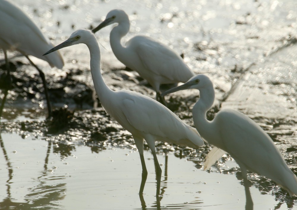 Cánh cò quê hương Cần Thơ - Ảnh 2.
