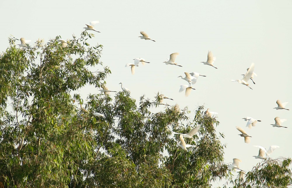 Cánh cò quê hương Cần Thơ - Ảnh 1.