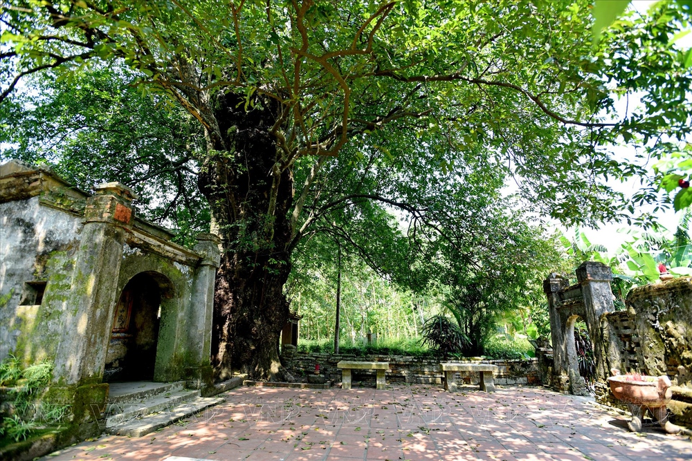 Cảnh sắc lãng mạn như tranh của làng cổ Phước Tích - Ảnh 3.