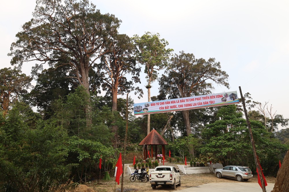 Khám phá rừng Pơ mu - “Di sản sống” nơi phía Tây Đà Nẵng - Ảnh 4.