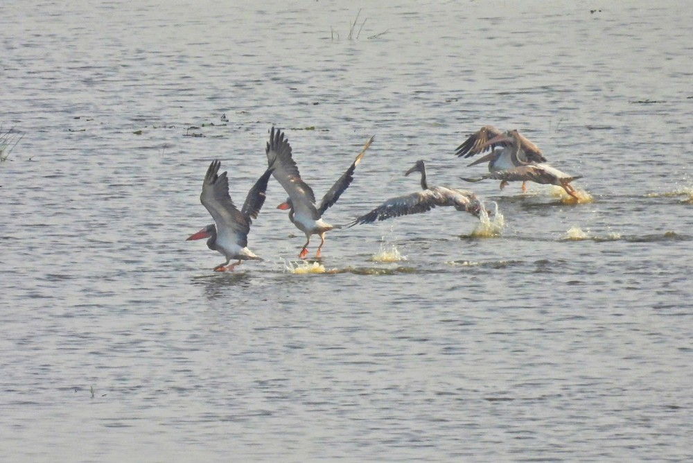 Loài chim quý hiếm trở lại Vườn Quốc gia Tràm Chim sau nhiều năm vắng bóng - Ảnh 2. Loài chim quý hiếm trở lại Vườn Quốc gia Tràm Chim sau nhiều năm vắng bóng - Ảnh 2.