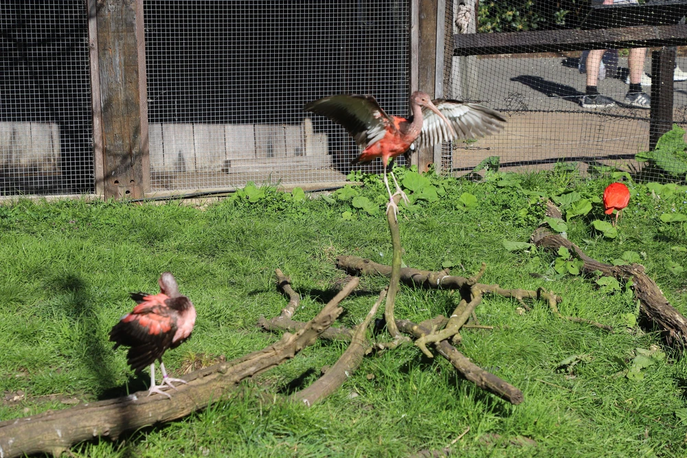 Tham quan London Zoo, vườn thú khoa học lâu đời nhất thế giới - Ảnh 2.