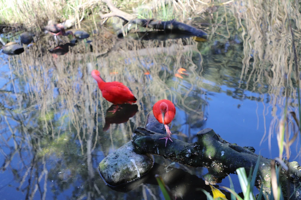 Tham quan London Zoo, vườn thú khoa học lâu đời nhất thế giới - Ảnh 5.