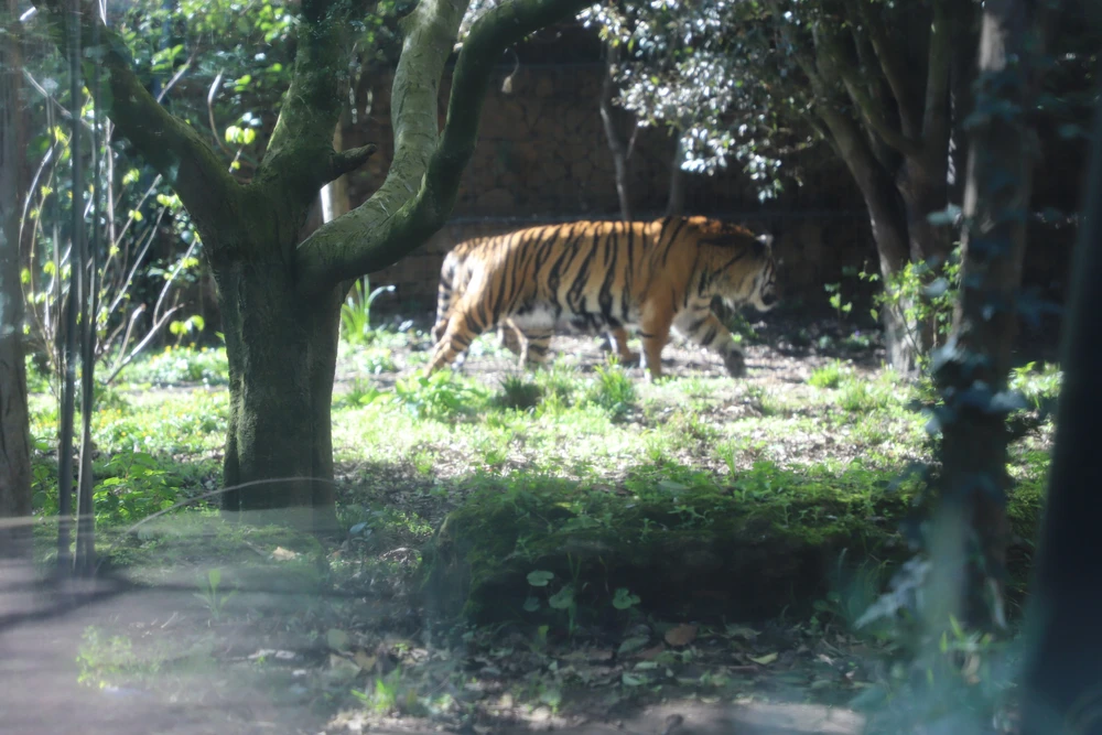 Tham quan London Zoo, vườn thú khoa học lâu đời nhất thế giới - Ảnh 6.