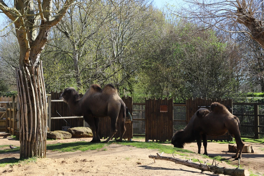 Tham quan London Zoo, vườn thú khoa học lâu đời nhất thế giới - Ảnh 7.