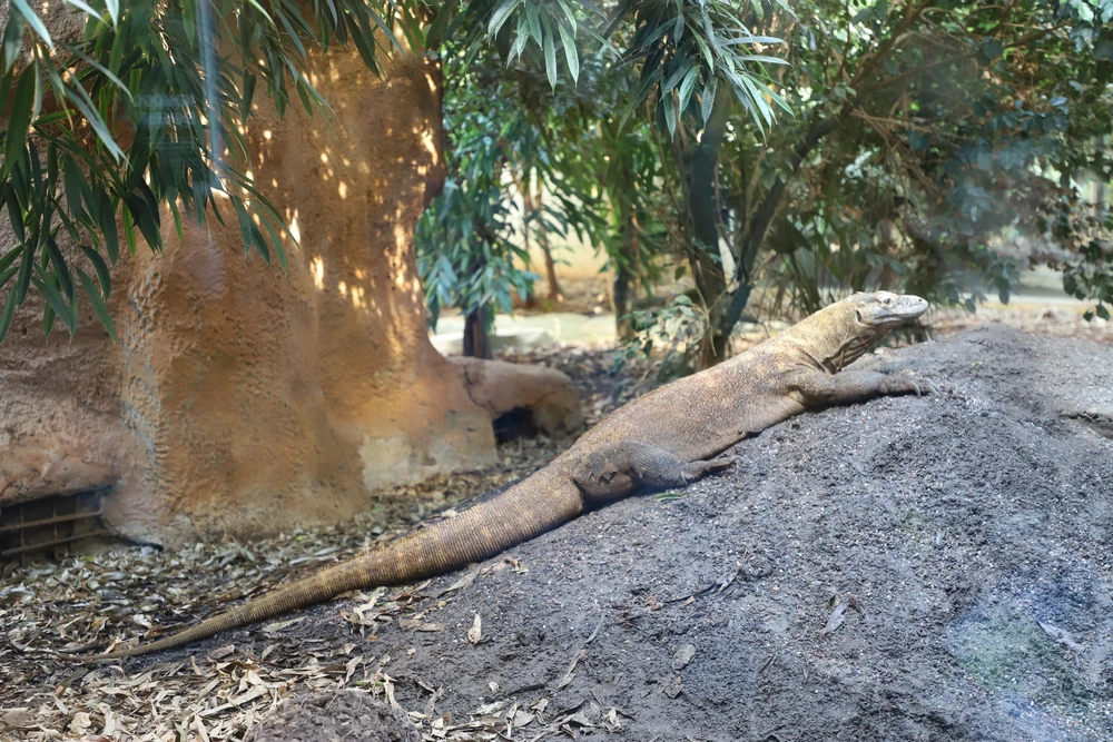 Tham quan London Zoo, vườn thú khoa học lâu đời nhất thế giới - Ảnh 8.