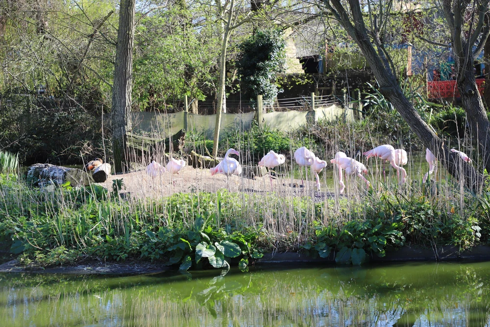 Tham quan London Zoo, vườn thú khoa học lâu đời nhất thế giới - Ảnh 4.