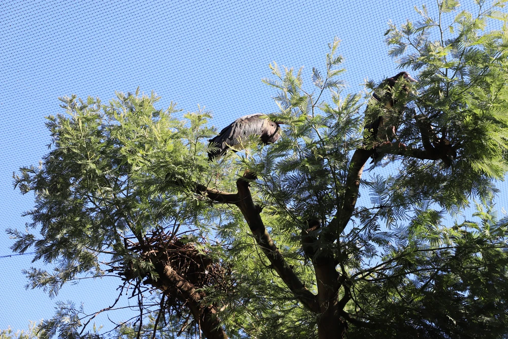 Tham quan London Zoo, vườn thú khoa học lâu đời nhất thế giới - Ảnh 3.