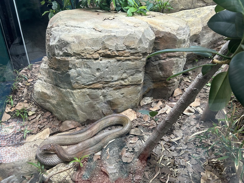 Tham quan London Zoo, vườn thú khoa học lâu đời nhất thế giới - Ảnh 9.
