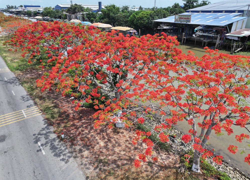 Đỏ rực đường hoa phượng bên bờ kênh xáng Lấp Vò (Đồng Tháp) - Ảnh 3.