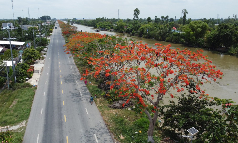 Đỏ rực đường hoa phượng bên bờ kênh xáng Lấp Vò (Đồng Tháp) - Ảnh 2.
