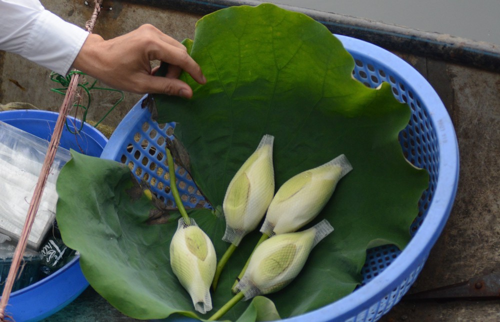 Nét văn hóa độc đáo của trà sen xứ Huế - Ảnh 7.