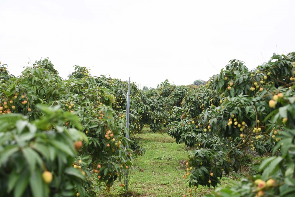Kết nối các vườn vải đẹp, quảng bá những điểm đến nổi bật tại Bắc Ninh - Ảnh 1.
