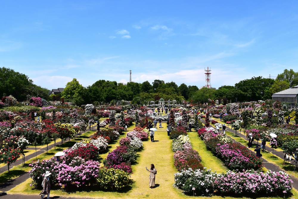 Bài Chủ Nhật - Thiên đường hoa hồng đẹp như vườn cổ tích - Ảnh 1. Bài Chủ Nhật - Thiên đường hoa hồng đẹp như vườn cổ tích - Ảnh 1.