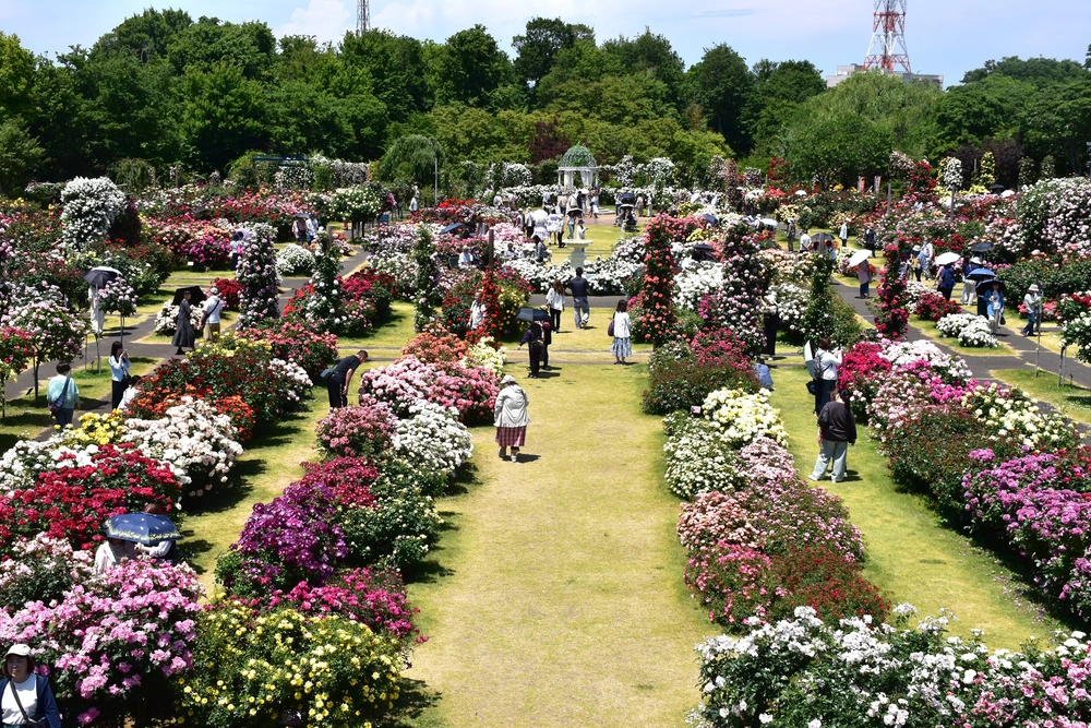 Bài Chủ Nhật - Thiên đường hoa hồng đẹp như vườn cổ tích - Ảnh 4. Bài Chủ Nhật - Thiên đường hoa hồng đẹp như vườn cổ tích - Ảnh 4.