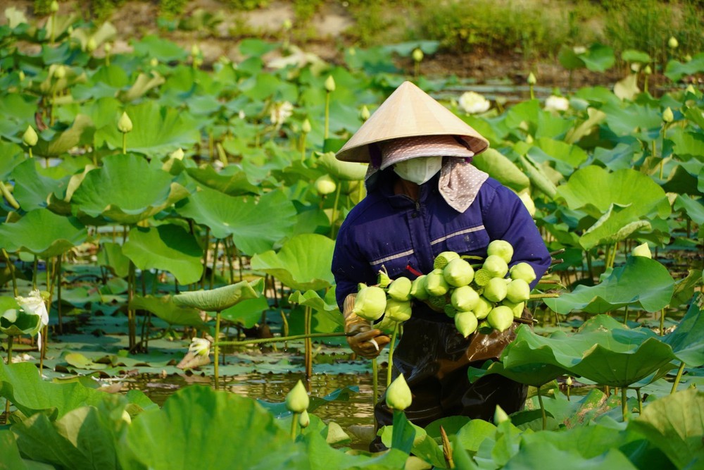Nâng tầm sản phẩm sen quê Bác gắn với phát triển du lịch bền vững - Ảnh 2.