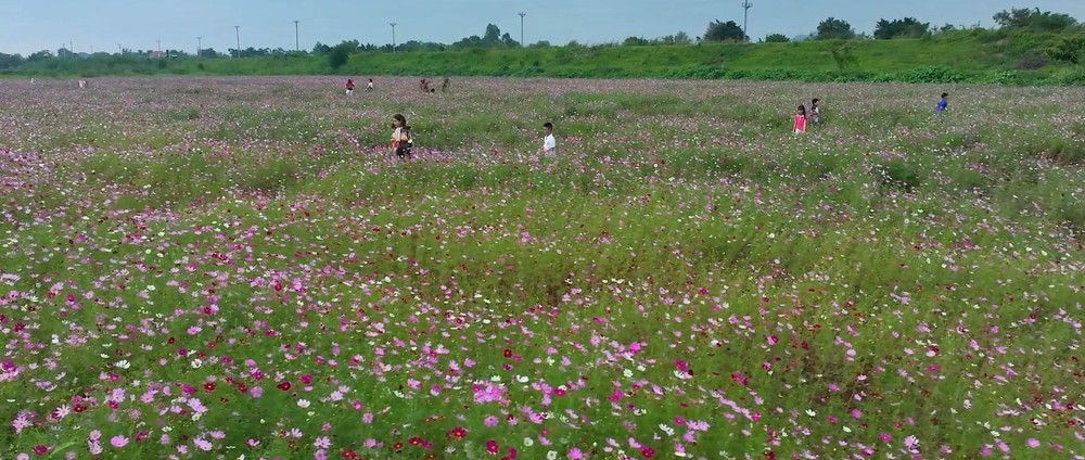 Những "mùa hoa di sản" trên đất cố đô - Ảnh 6.