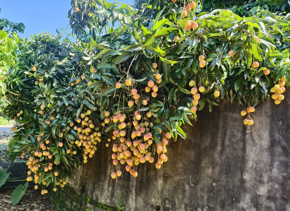 Chiêm ngưỡng cây vải tổ hơn 100 năm tuổi tại Bắc Ninh - Ảnh 2. Chiêm ngưỡng cây vải tổ hơn 100 năm tuổi tại Bắc Ninh - Ảnh 2.