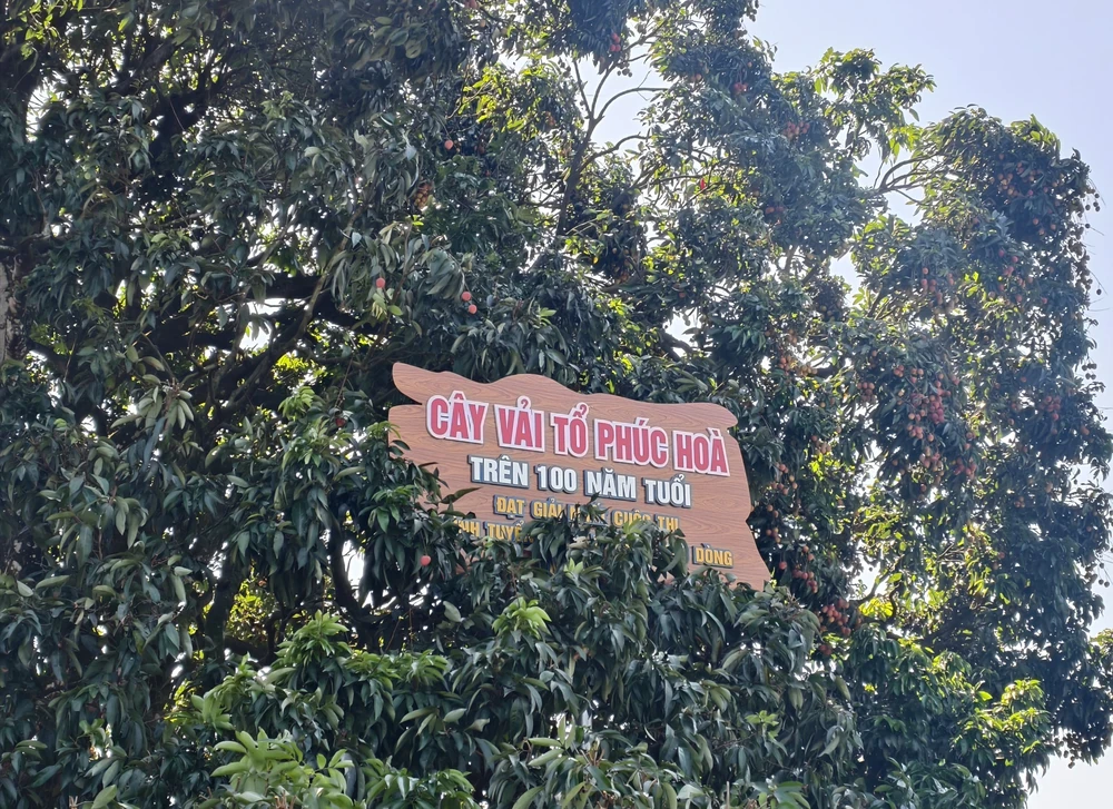 Chiêm ngưỡng cây vải tổ hơn 100 năm tuổi tại Bắc Ninh - Ảnh 1. Chiêm ngưỡng cây vải tổ hơn 100 năm tuổi tại Bắc Ninh - Ảnh 1.