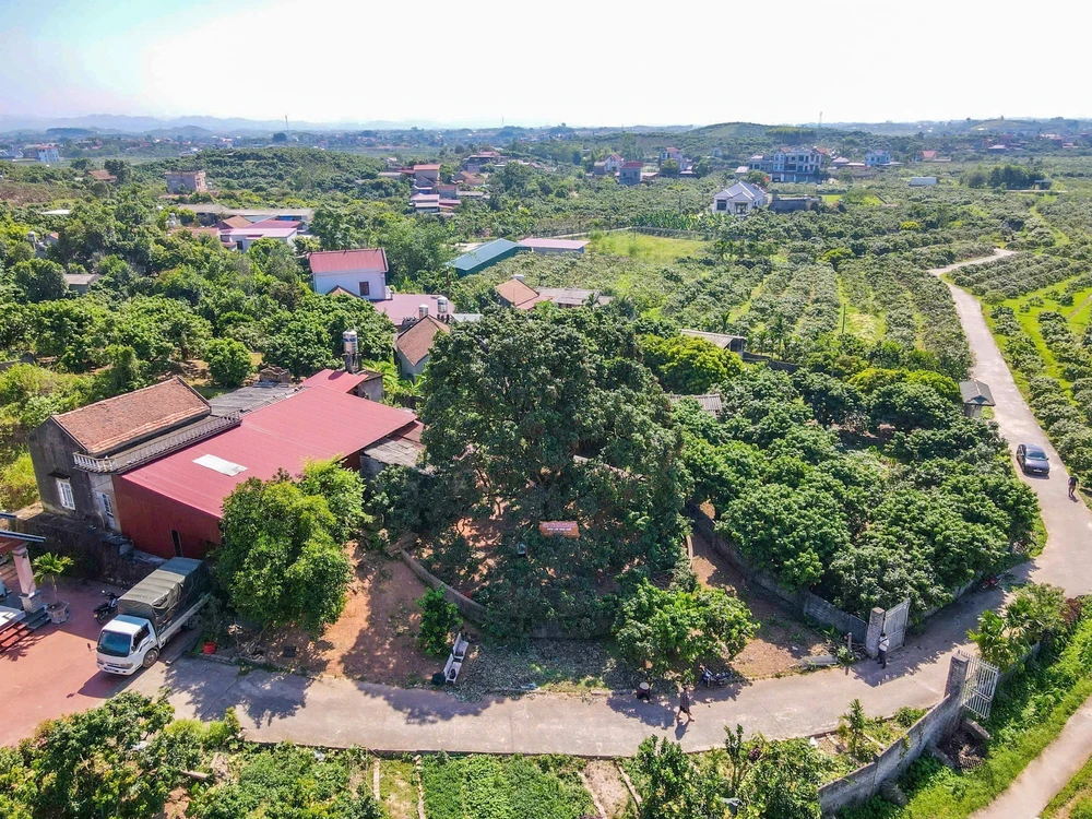 Chiêm ngưỡng cây vải tổ hơn 100 năm tuổi tại Bắc Ninh - Ảnh 5. Chiêm ngưỡng cây vải tổ hơn 100 năm tuổi tại Bắc Ninh - Ảnh 5.