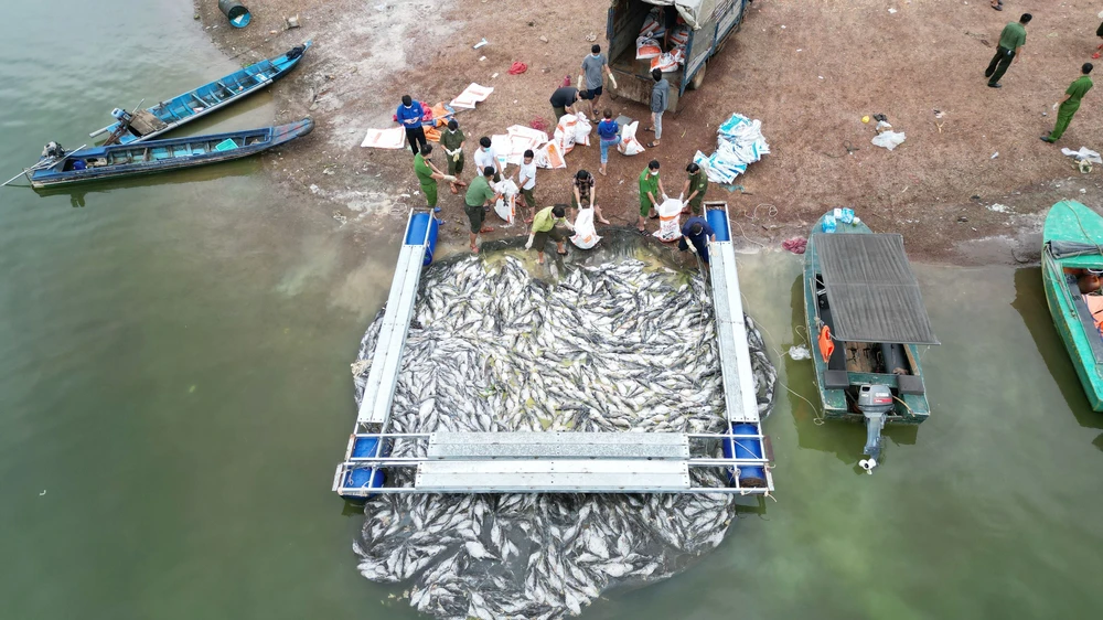 Hơn 100 tấn cá bè trên hồ Trị An bất ngờ chết hàng loạt - Ảnh 9. Hơn 100 tấn cá bè trên hồ Trị An bất ngờ chết hàng loạt - Ảnh 9.