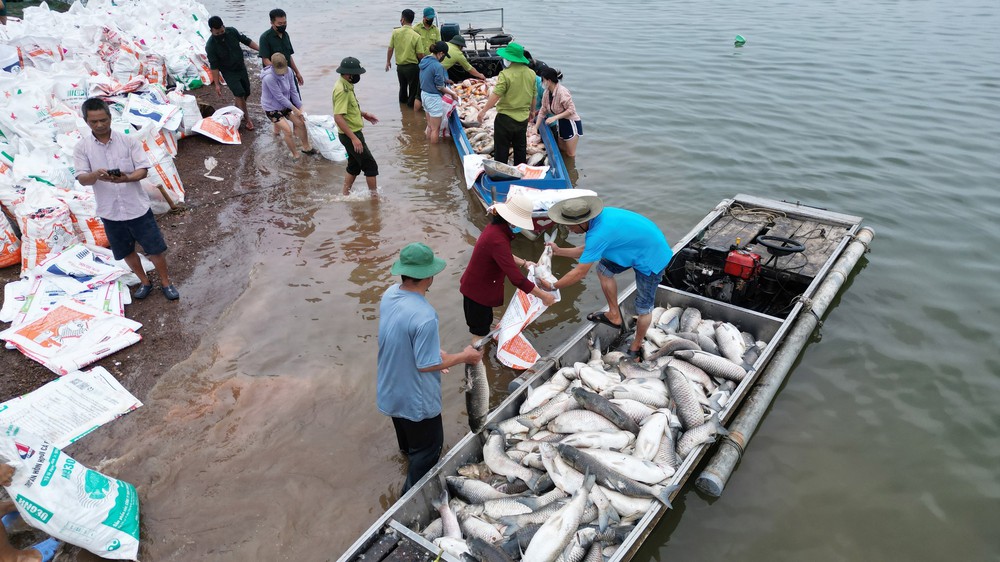Hơn 100 tấn cá bè trên hồ Trị An bất ngờ chết hàng loạt - Ảnh 7. Hơn 100 tấn cá bè trên hồ Trị An bất ngờ chết hàng loạt - Ảnh 7.