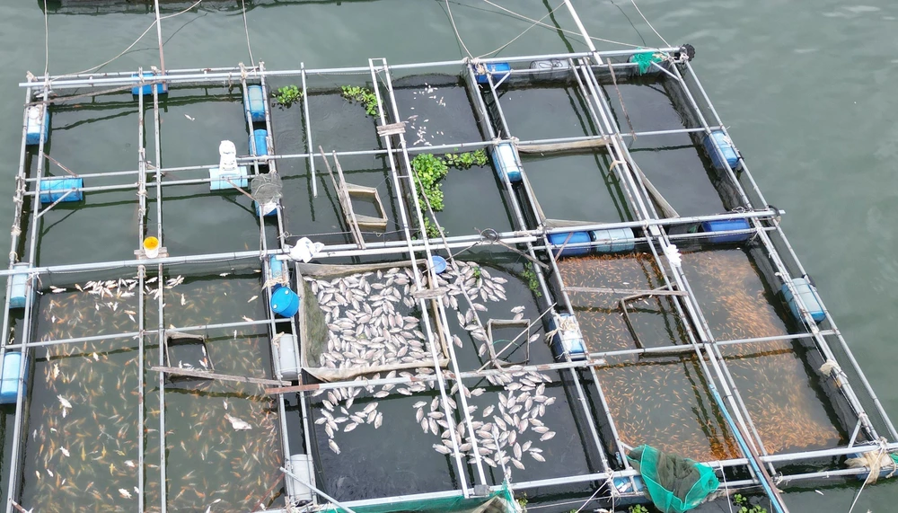 Hơn 100 tấn cá bè trên hồ Trị An bất ngờ chết hàng loạt - Ảnh 6. Hơn 100 tấn cá bè trên hồ Trị An bất ngờ chết hàng loạt - Ảnh 6.