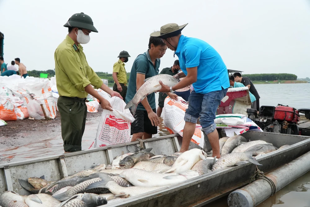 Hơn 100 tấn cá bè trên hồ Trị An bất ngờ chết hàng loạt - Ảnh 5. Hơn 100 tấn cá bè trên hồ Trị An bất ngờ chết hàng loạt - Ảnh 5.