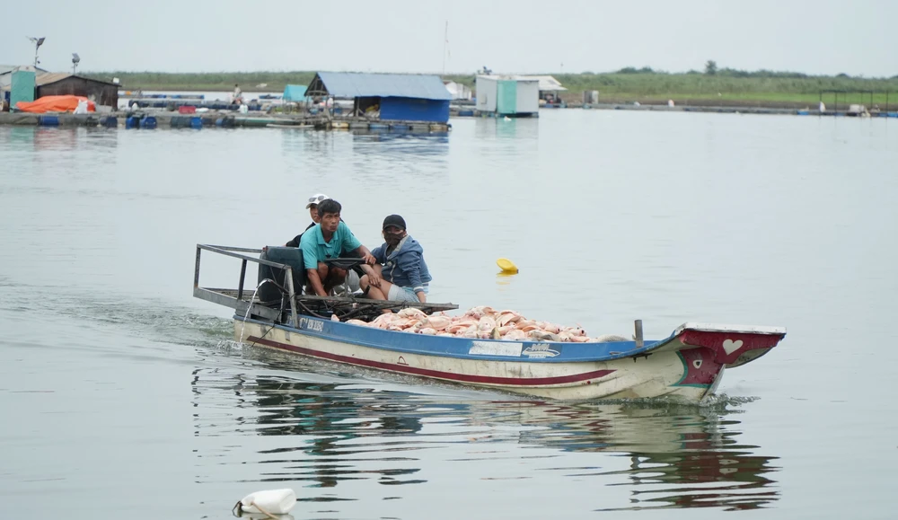 Hơn 100 tấn cá bè trên hồ Trị An bất ngờ chết hàng loạt - Ảnh 4. Hơn 100 tấn cá bè trên hồ Trị An bất ngờ chết hàng loạt - Ảnh 4.