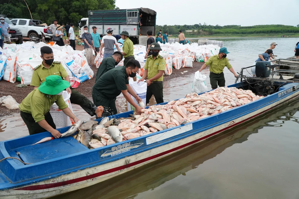 Hơn 100 tấn cá bè trên hồ Trị An bất ngờ chết hàng loạt - Ảnh 3. Hơn 100 tấn cá bè trên hồ Trị An bất ngờ chết hàng loạt - Ảnh 3.