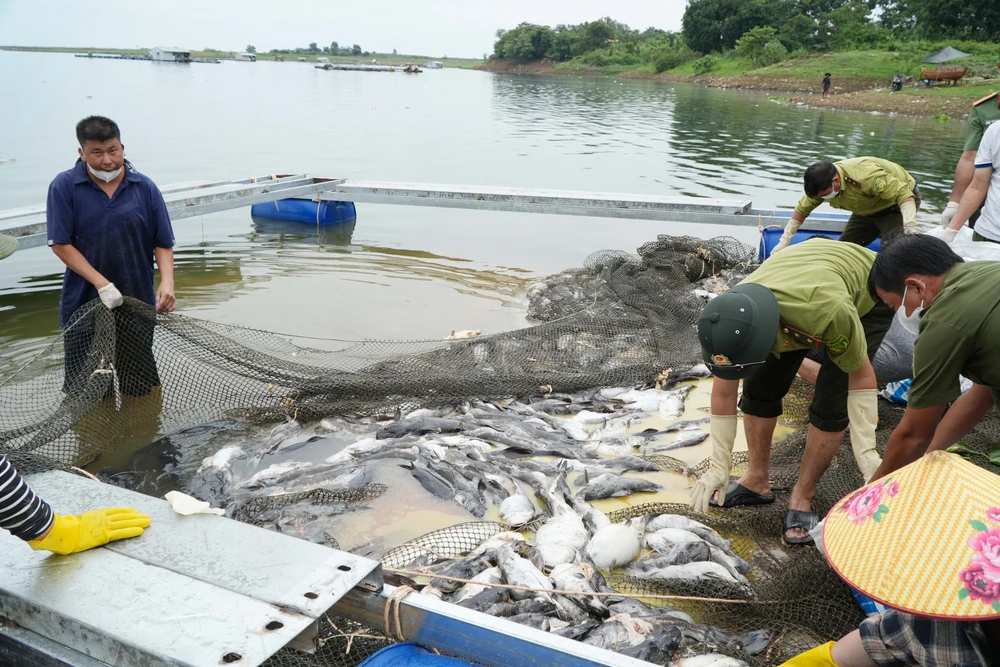Hơn 100 tấn cá bè trên hồ Trị An bất ngờ chết hàng loạt - Ảnh 2. Hơn 100 tấn cá bè trên hồ Trị An bất ngờ chết hàng loạt - Ảnh 2.