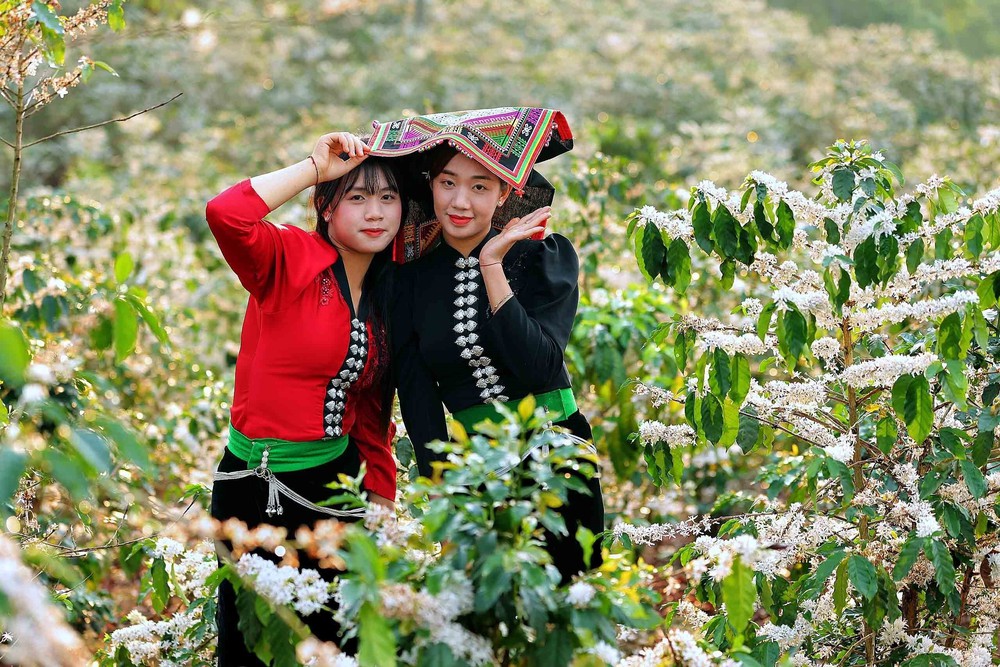 Hoa cà phê nở rộ tạo khung cảnh nên thơ, lãng mạn khắp triền đồi Sơn La - Ảnh 11.