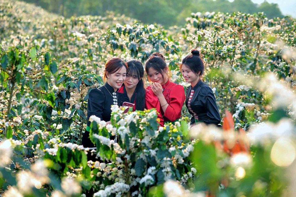 Hoa cà phê nở rộ tạo khung cảnh nên thơ, lãng mạn khắp triền đồi Sơn La - Ảnh 10.
