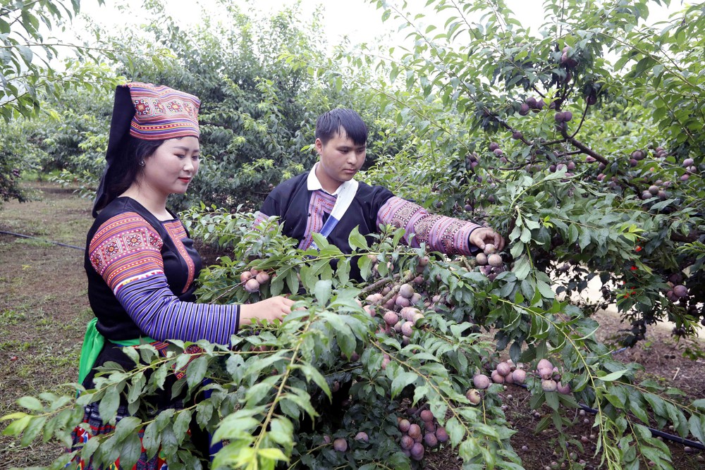 Sơn La: Ngày hội mận xã Lóng Phiêng lần thứ I, năm 2026 - Ảnh 11.