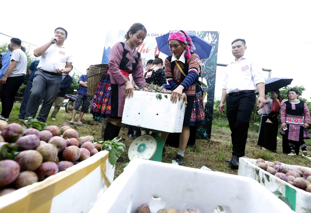 Sơn La: Ngày hội mận xã Lóng Phiêng lần thứ I, năm 2026 - Ảnh 14.