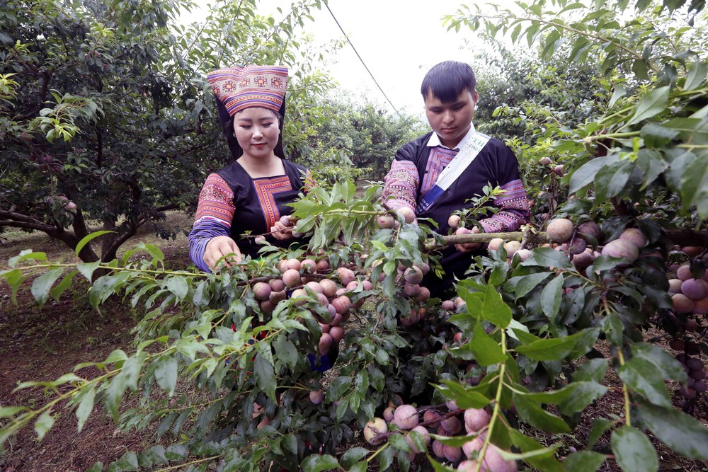 Sơn La: Ngày hội mận xã Lóng Phiêng lần thứ I, năm 2026 - Ảnh 10.