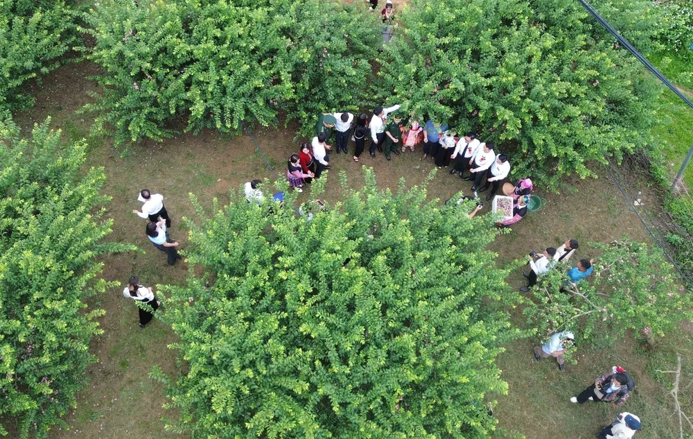 Sơn La: Ngày hội mận xã Lóng Phiêng lần thứ I, năm 2026 - Ảnh 8.