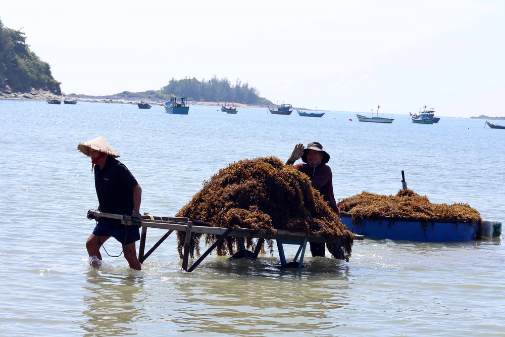 Người dân xã đảo Tam Hải (Đà Nẵng) vào vụ thu hoạch “thảo dược” dưới đáy biển - Ảnh 11. Người dân xã đảo Tam Hải (Đà Nẵng) vào vụ thu hoạch “thảo dược” dưới đáy biển - Ảnh 11.