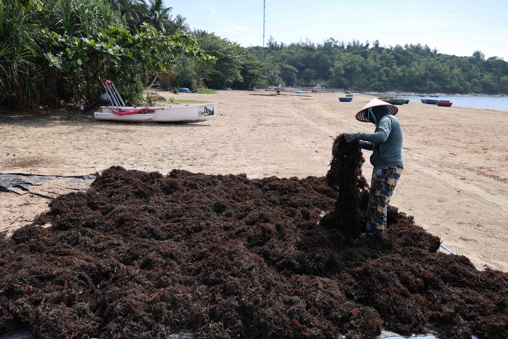 Người dân xã đảo Tam Hải (Đà Nẵng) vào vụ thu hoạch “thảo dược” dưới đáy biển - Ảnh 9. Người dân xã đảo Tam Hải (Đà Nẵng) vào vụ thu hoạch “thảo dược” dưới đáy biển - Ảnh 9.