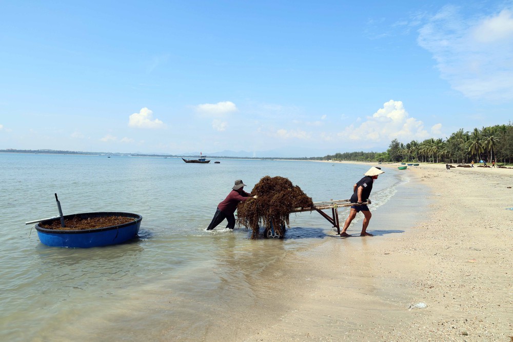 Người dân xã đảo Tam Hải (Đà Nẵng) vào vụ thu hoạch “thảo dược” dưới đáy biển - Ảnh 8. Người dân xã đảo Tam Hải (Đà Nẵng) vào vụ thu hoạch “thảo dược” dưới đáy biển - Ảnh 8.