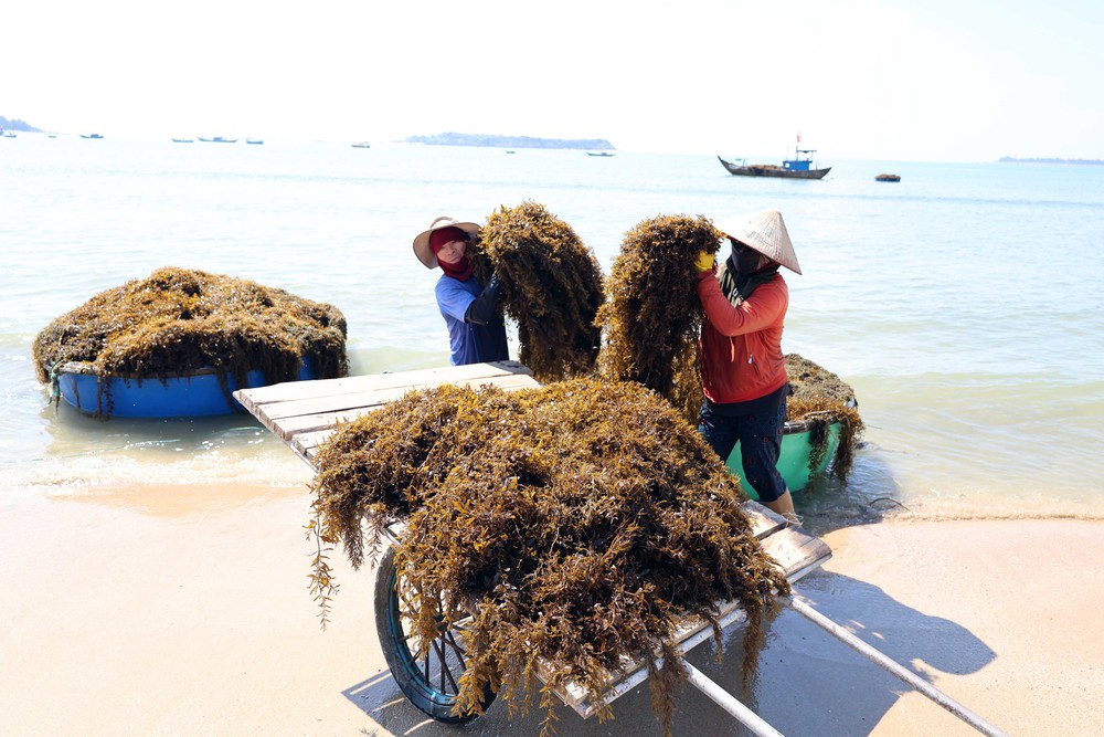 Người dân xã đảo Tam Hải (Đà Nẵng) vào vụ thu hoạch “thảo dược” dưới đáy biển - Ảnh 7. Người dân xã đảo Tam Hải (Đà Nẵng) vào vụ thu hoạch “thảo dược” dưới đáy biển - Ảnh 7.