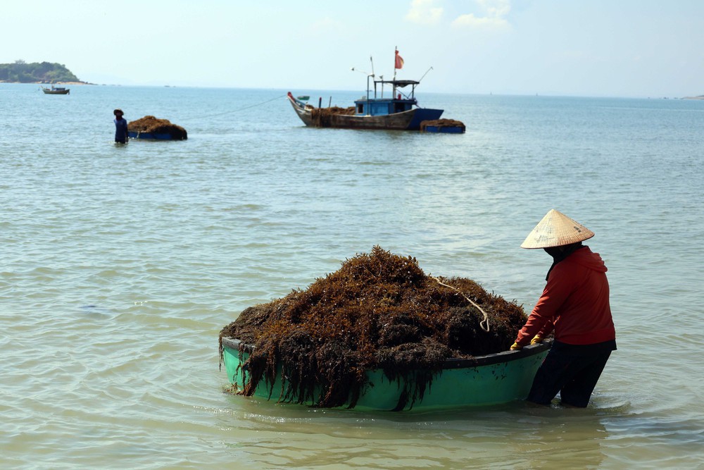 Người dân xã đảo Tam Hải (Đà Nẵng) vào vụ thu hoạch “thảo dược” dưới đáy biển - Ảnh 6. Người dân xã đảo Tam Hải (Đà Nẵng) vào vụ thu hoạch “thảo dược” dưới đáy biển - Ảnh 6.