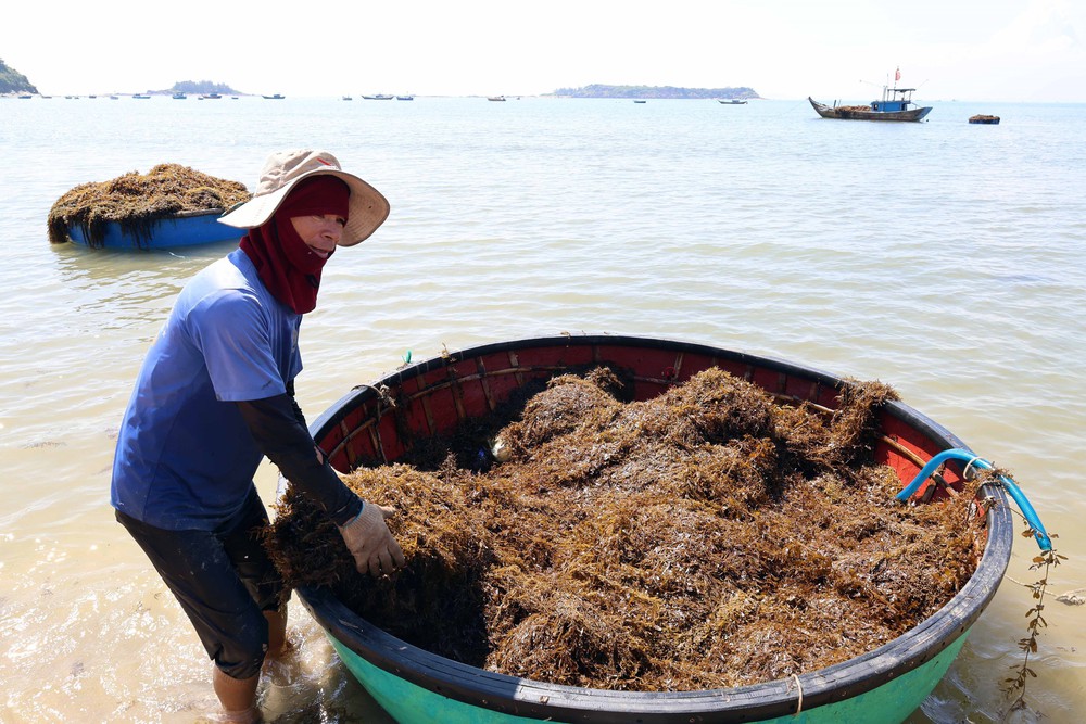 Người dân xã đảo Tam Hải (Đà Nẵng) vào vụ thu hoạch “thảo dược” dưới đáy biển - Ảnh 4. Người dân xã đảo Tam Hải (Đà Nẵng) vào vụ thu hoạch “thảo dược” dưới đáy biển - Ảnh 4.
